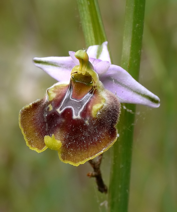 Ophrys cinnabarina (=Ophrys holosericea subsp. paolina) nuova sottos. del Gargano